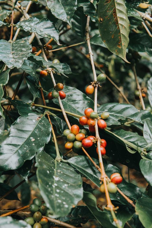 coffee cherries on plant
